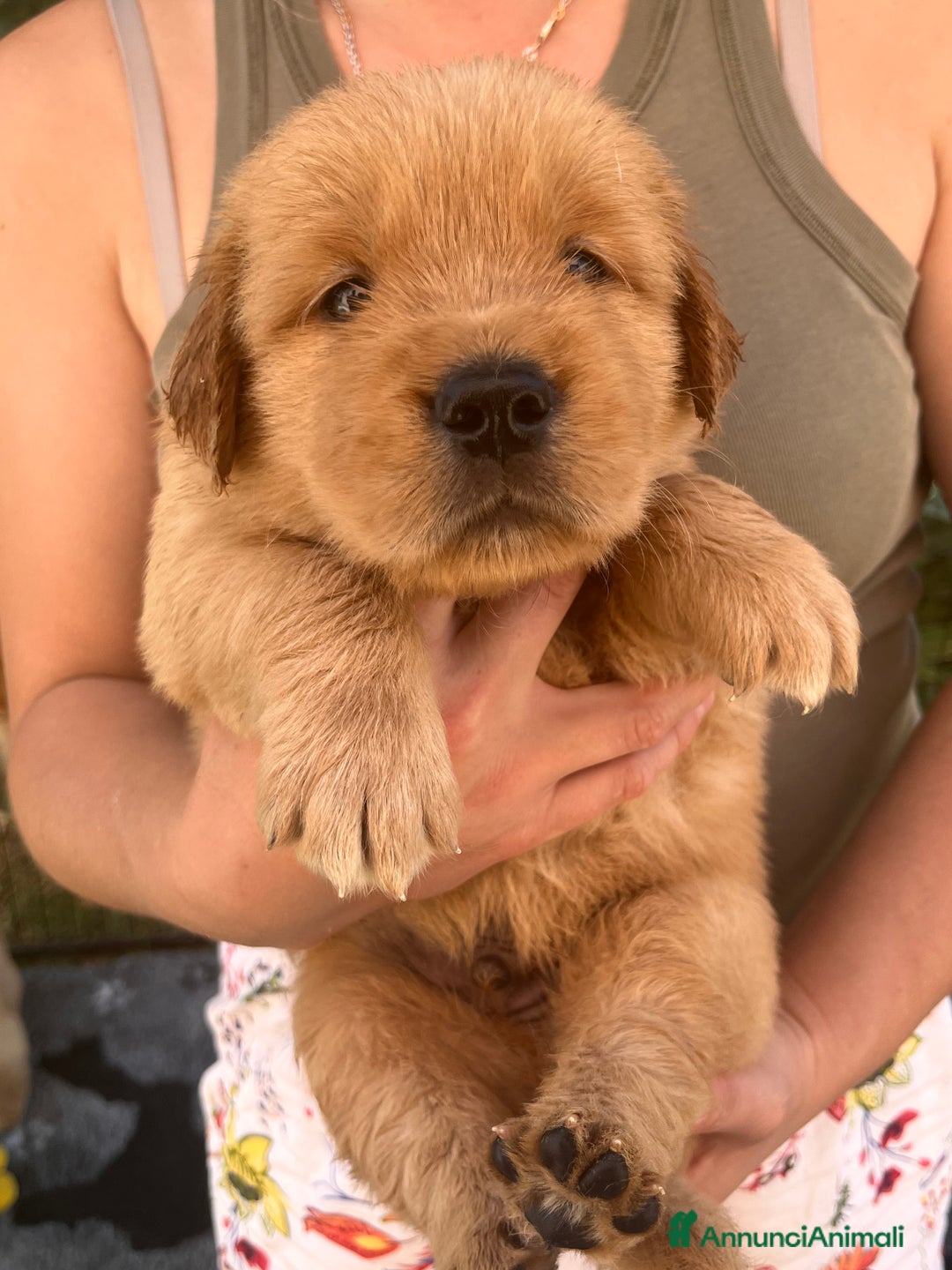 Golden Retriever cani in vendita: Cuccioli Golden Retriever Americani 🇺🇸 a Città Metropolitana di Bologna - Immagine 4