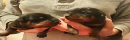 Pinscher Miniatura cani in vendita: Pinscher nani nero focato pedigree ENCI  - Annuncio 3