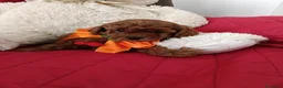 Barboncino Toy cani in vendita: Gioie di Anna - Annuncio 3