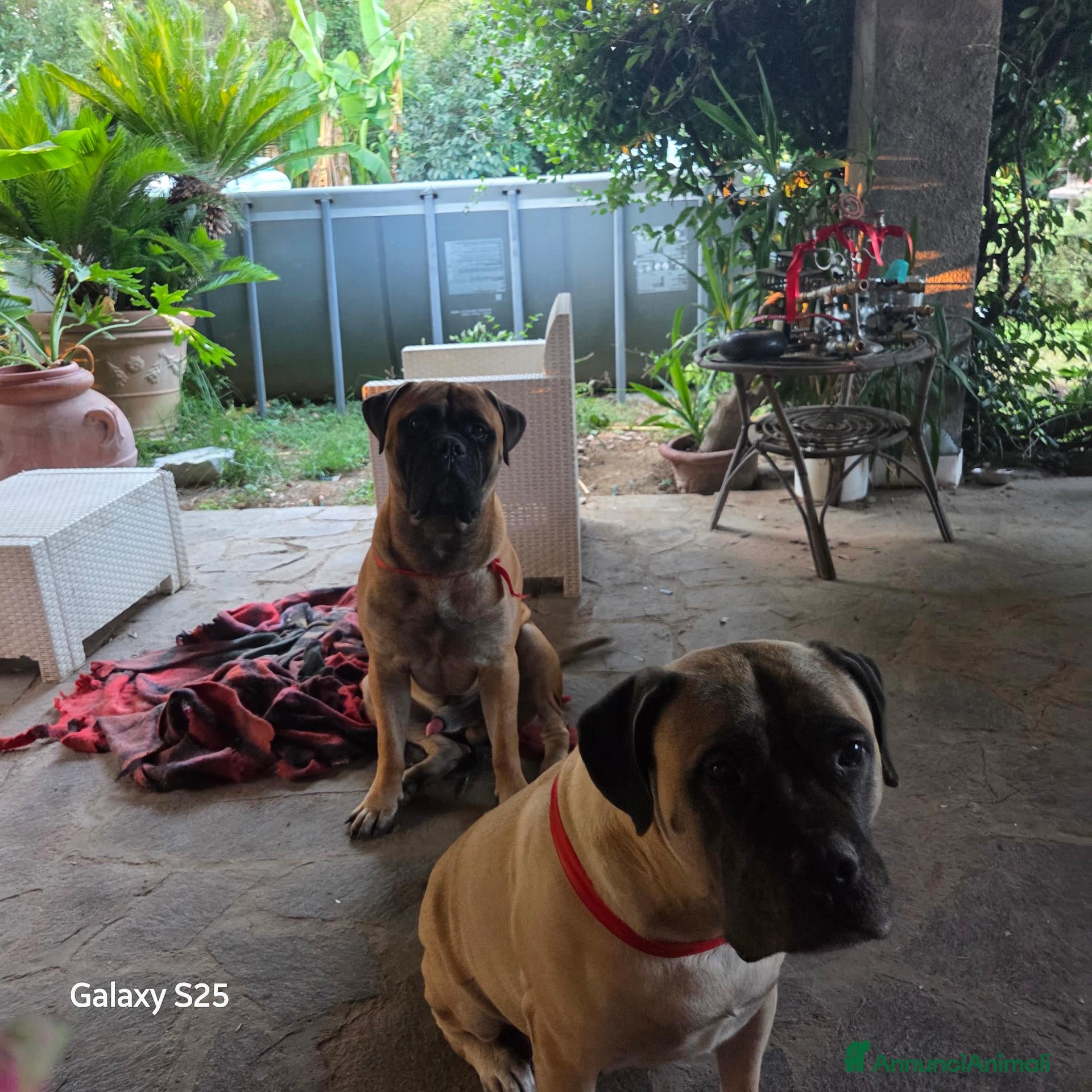 Bullmastiff cani 🐾 *CUCCIOLI BULLMASTIFF CON PEDIGREE* 🐾 - Annuncio 2