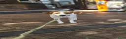 Meticcio cani in regalo: 1 anno taglia media, rinuncia  - Annuncio 8