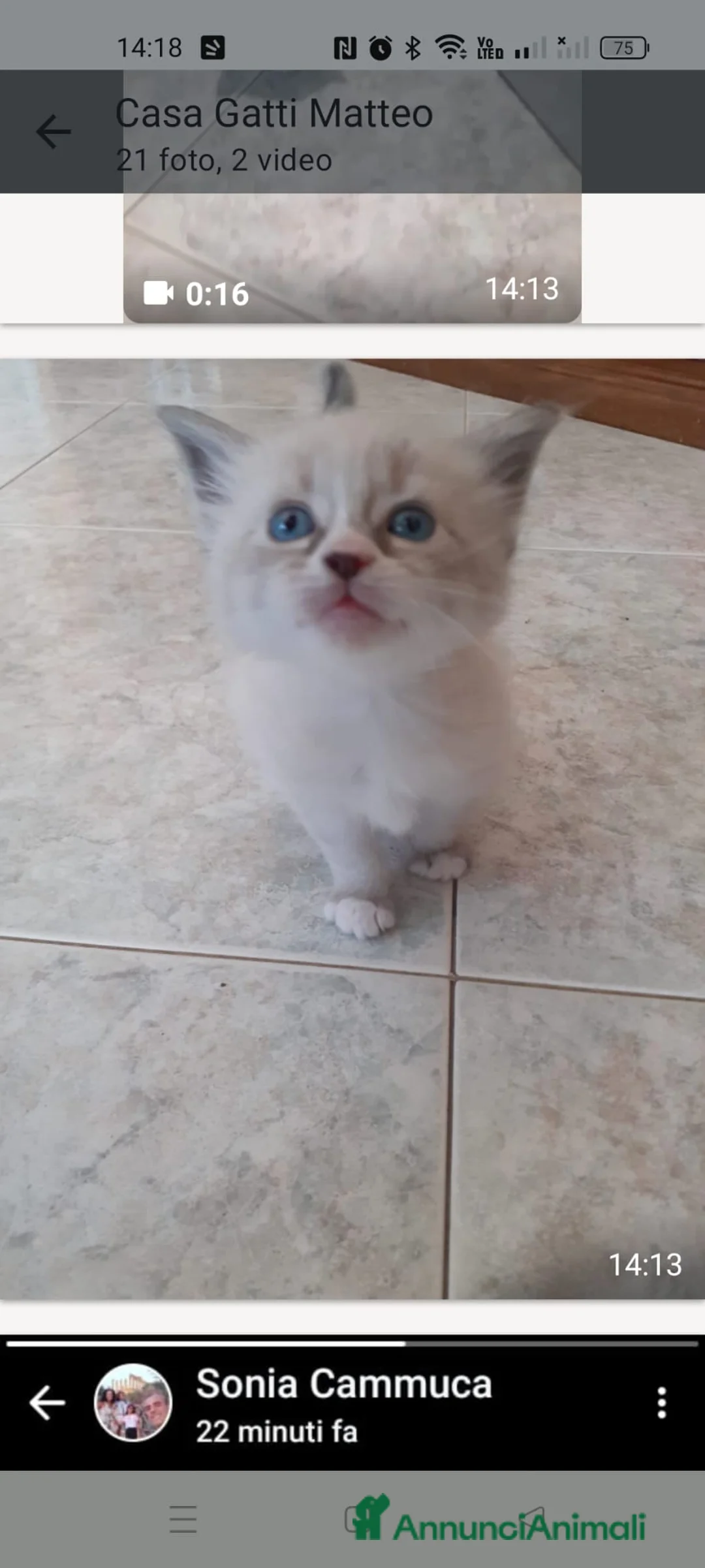 Ragdoll gatti in vendita: Gattini ragdoll occhi azzurri  - Annuncio 2