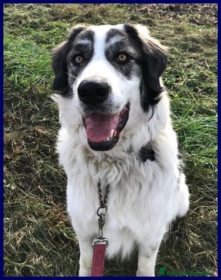 Meticcio cani GGG un amore di cane! - Annuncio 7