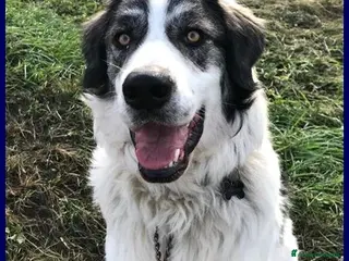 Meticcio cani GGG un amore di cane! - Annuncio 12