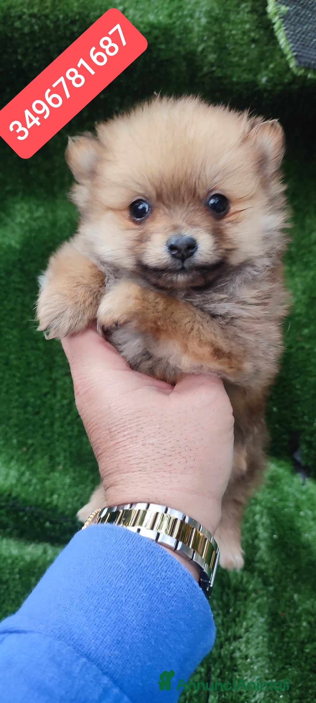 Spitz cani in vendita: SPITZ TEDESCO PICCOLO stupenda batuffolina - Annuncio 1