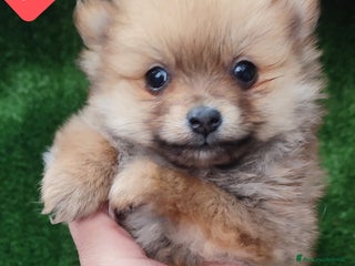 Spitz cani SPITZ TEDESCO PICCOLO stupenda batuffolina - Annuncio 9