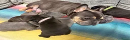 Bulldog Francese cani in vendita: Cuccioli bulldog francese  - Annuncio 2