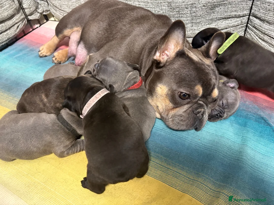 Bulldog Francese cani in vendita: Cuccioli bulldog francese  - Annuncio 2