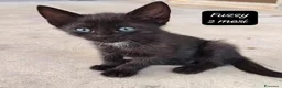 Europeo gatti in regalo: Urgenti famiglie per questi gattini  a Provincia di Monza e della Brianza - Annuncio 10