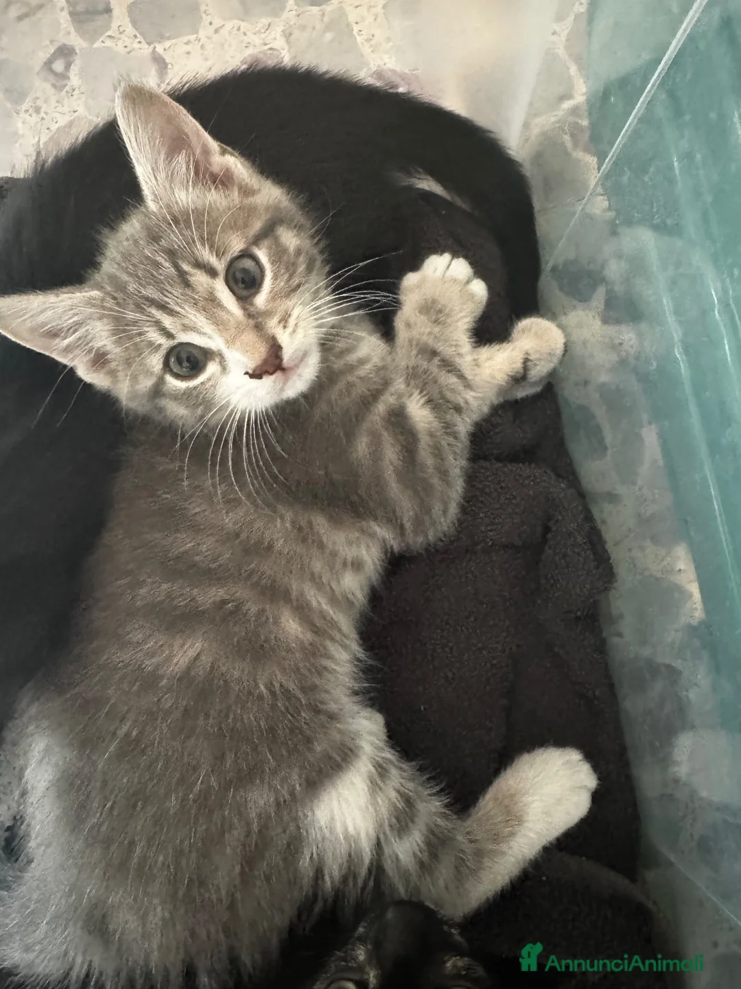Meticcio gatti in vendita: Gattino - Annuncio 2