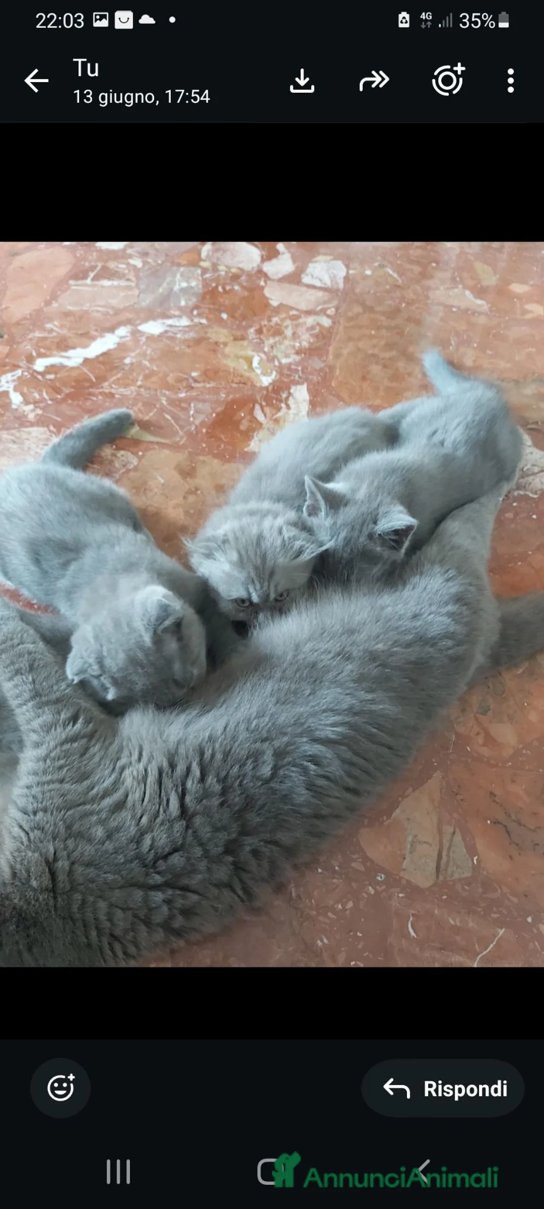 Scottish gatti in vendita: In vendita  - Annuncio 2