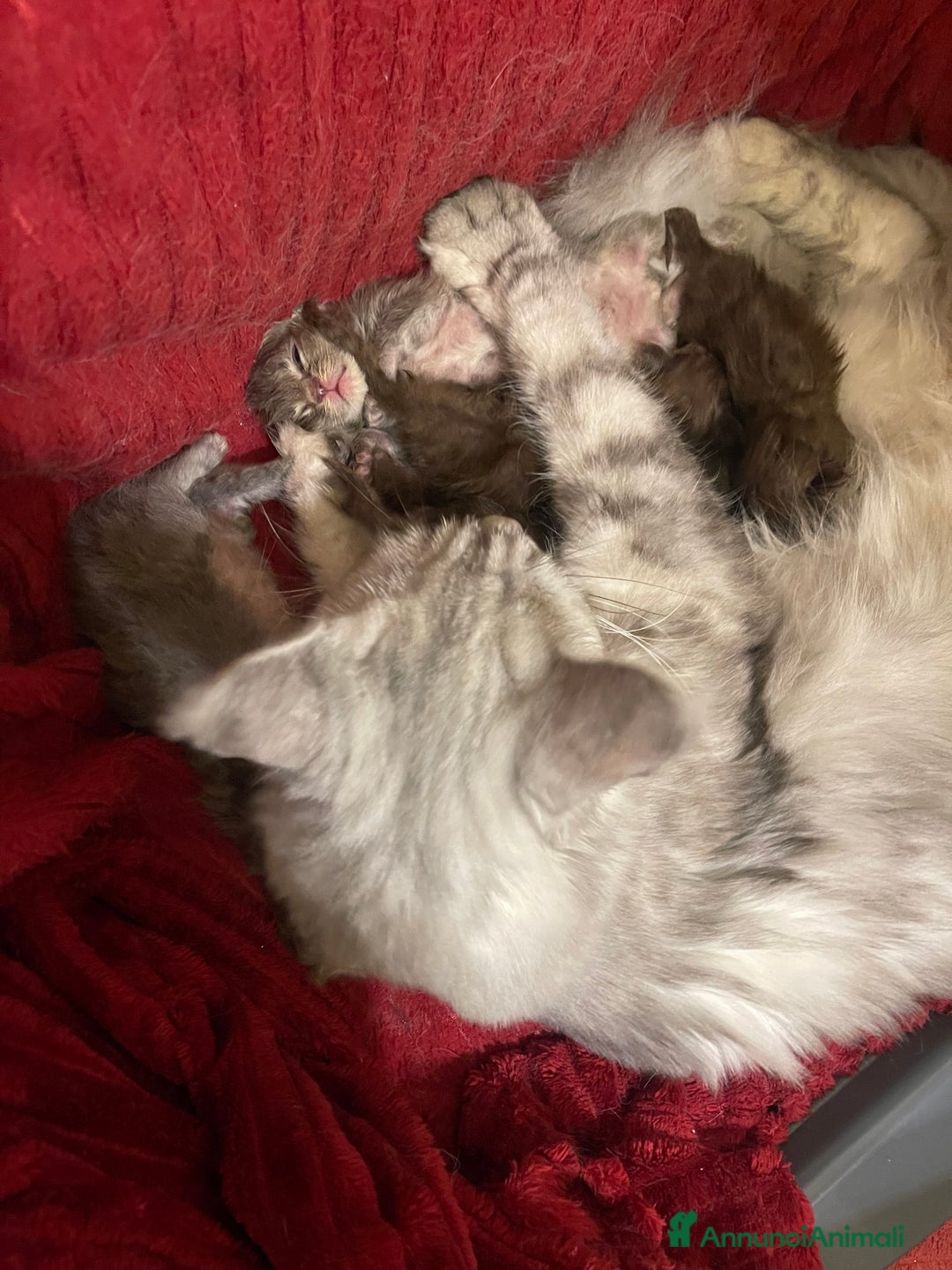 Maine Coon gatti in vendita: Cuccioli Maine coon - Annuncio 8