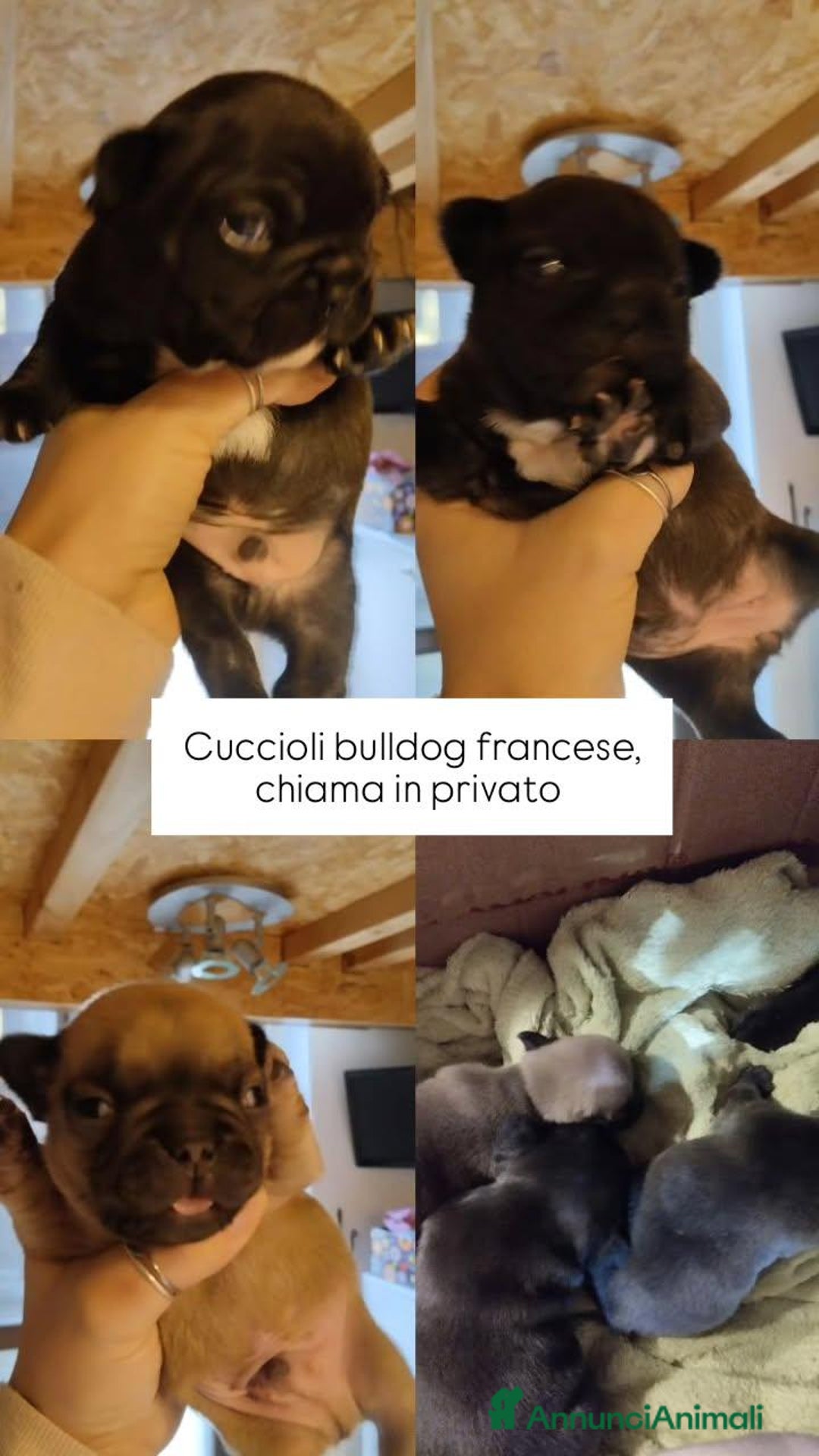 Bulldog Francese cani in vendita: Cuccioli bulldog francese  - Annuncio 5