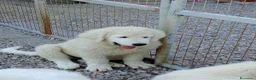 Pastore Abbruzzese Maremmano cani in vendita:  PASTORE ABRUZZESE MAREMMANO alta genealogia - Annuncio 3