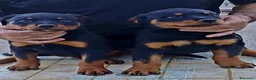 Rottweiler cani in vendita: Disponibili cuccioli Rottweiler  - Annuncio 7