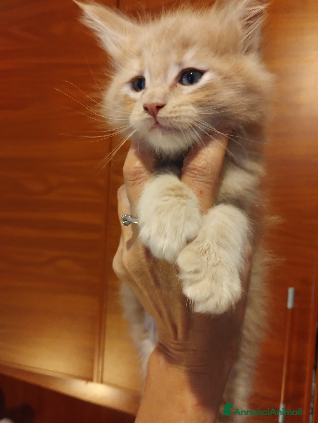 Maine Coon gatti in vendita: Maine coon cucciolo crema  - Annuncio 7