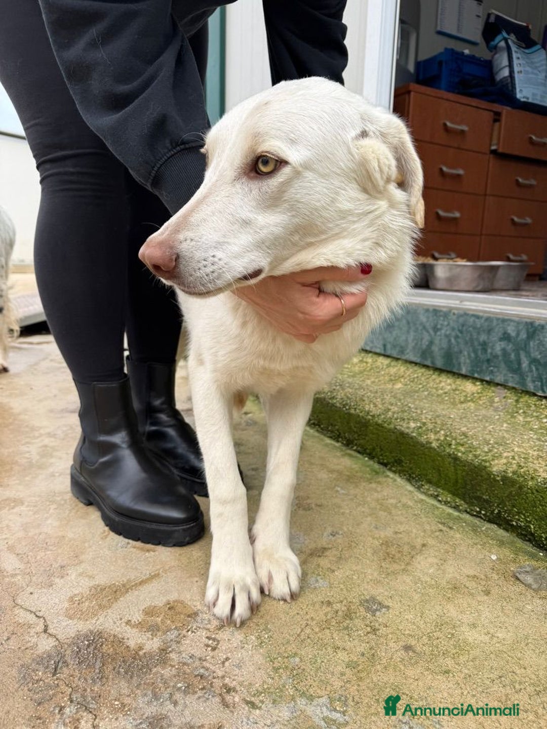 Meticcio cani in regalo: Chiara: 1 anno, socievole ed equilibrata - Annuncio 17