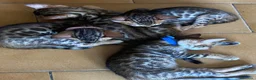Bengala gatti in vendita: Cucciole con pedigree  a Provincia di Modena - Annuncio 2