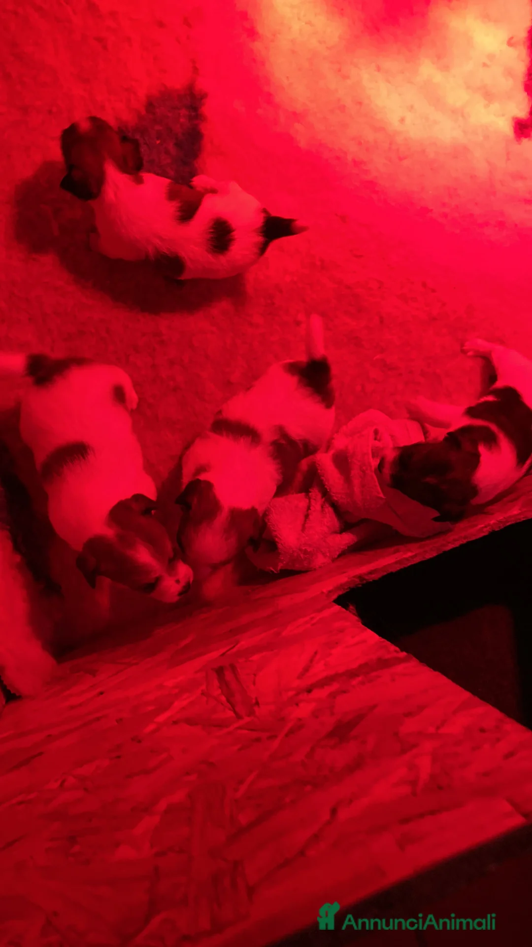 Jack Russell cani in vendita: JACK RUSSELL TERRIER PELO RUVIDO - Annuncio 10