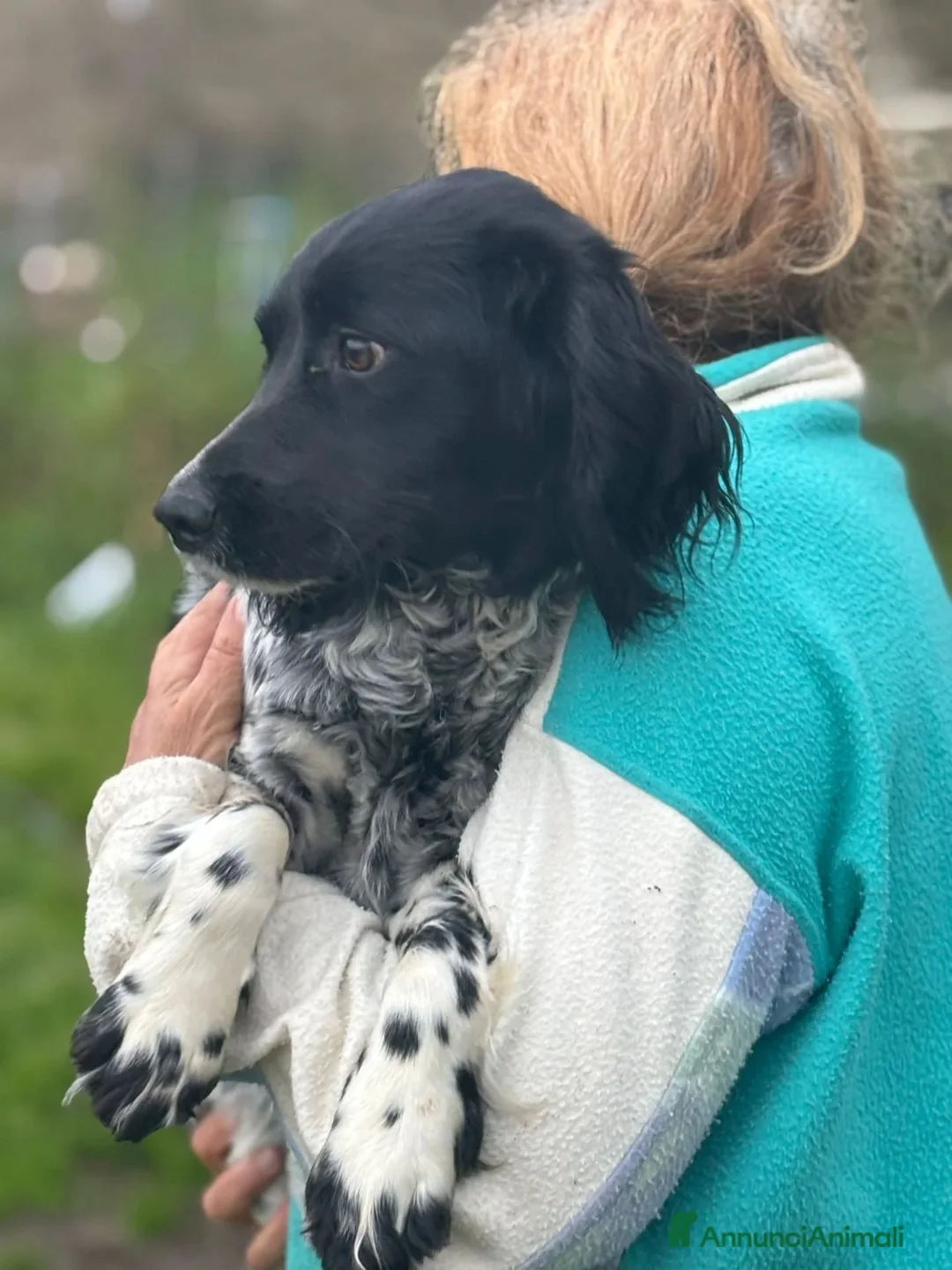 Breton cani in regalo: ALEX epagneul breton 9 mesi cerca casa in adozione - Annuncio 4