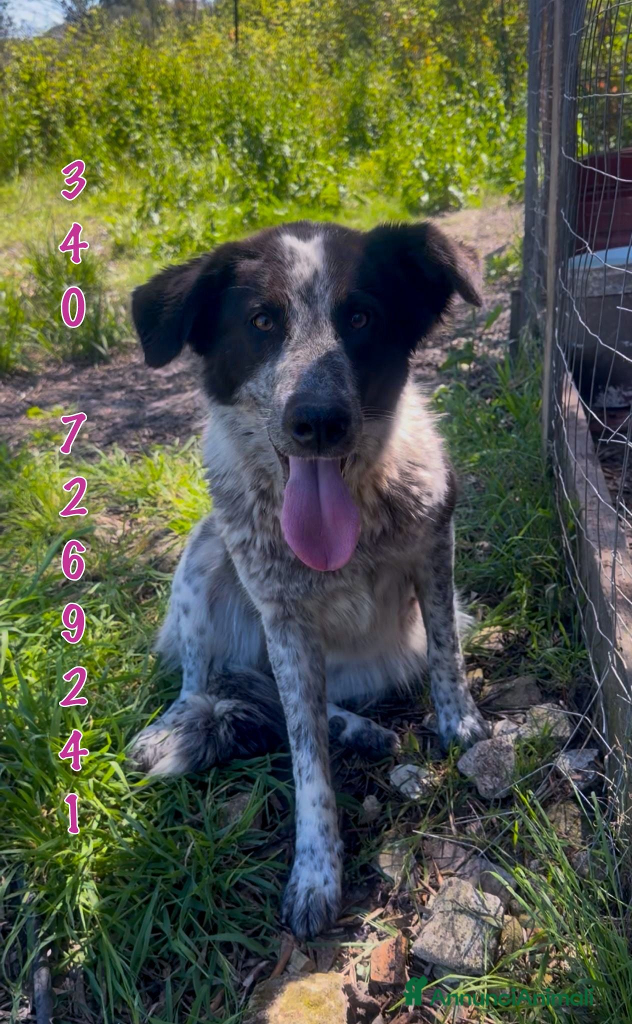 Meticcio cani SERENA 🩷 una compagna di vita, non solo un cane - Annuncio 7