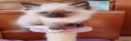 Ragdoll gatti in vendita: Ragdoll cucciolo  - Annuncio 6