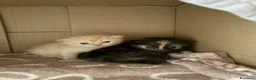 Persiano gatti in vendita: 4 cuccioli persiani  - Annuncio 4