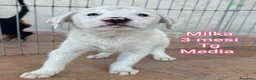 Meticcio cani in regalo: CUCCIOLI, URGENTE: TEMPO SCADUTO  a Provincia di Arezzo - Annuncio 3