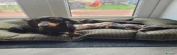 Bassotto cani in vendita: Bassotto nano - Annuncio 10