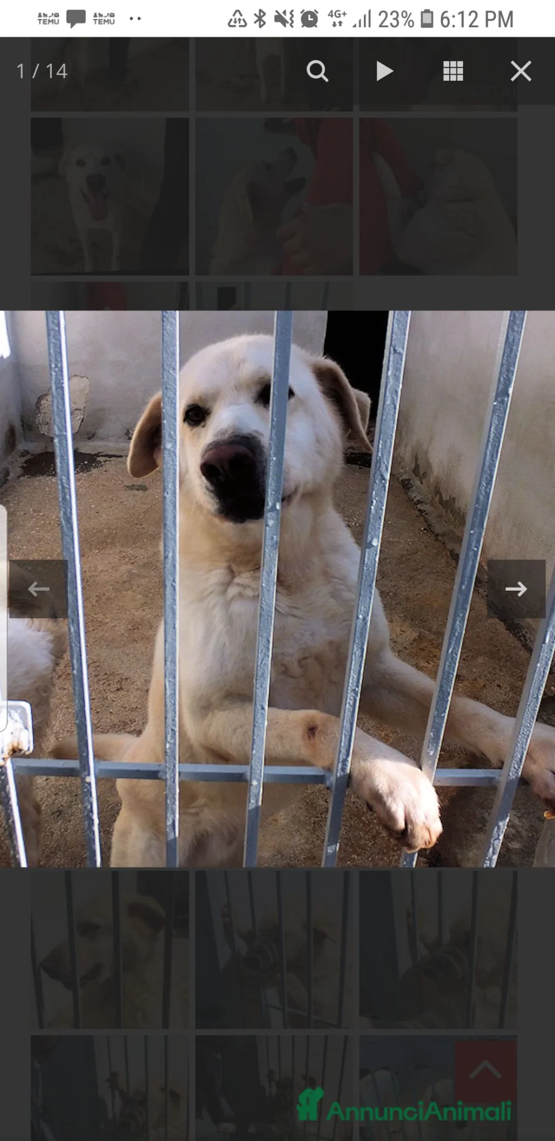 Meticcio cani in regalo: Spartaco - Annuncio 2
