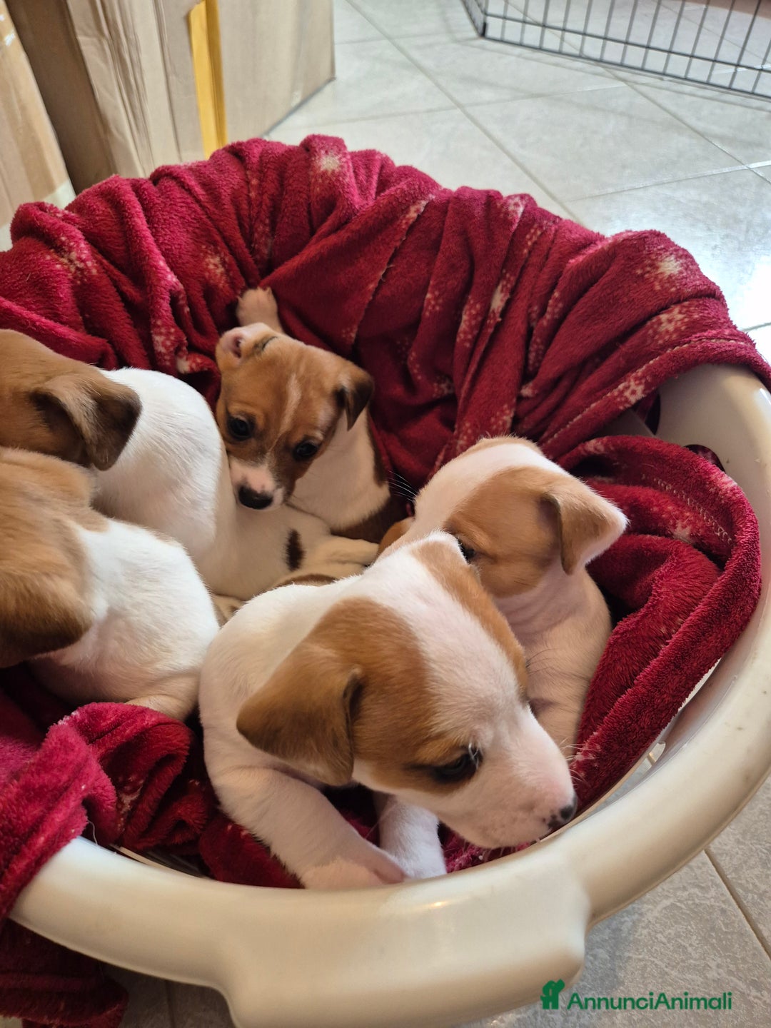 Jack Russell cani in vendita: Jack russell - Annuncio 3