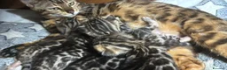 Bengala gatti in vendita: Bengal cucciola da riproduzione (Normandie) - Annuncio 16