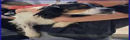 Setter Inglese cani in regalo: TEOBALDO, SIMIL SETTER 4 ANNI, UN SIGNORE DI ALTRI - Annuncio 3