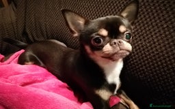 Chihuahua cani per accoppiamento: Chiwawa maschio  a Provincia di Bergamo - Immagine 2