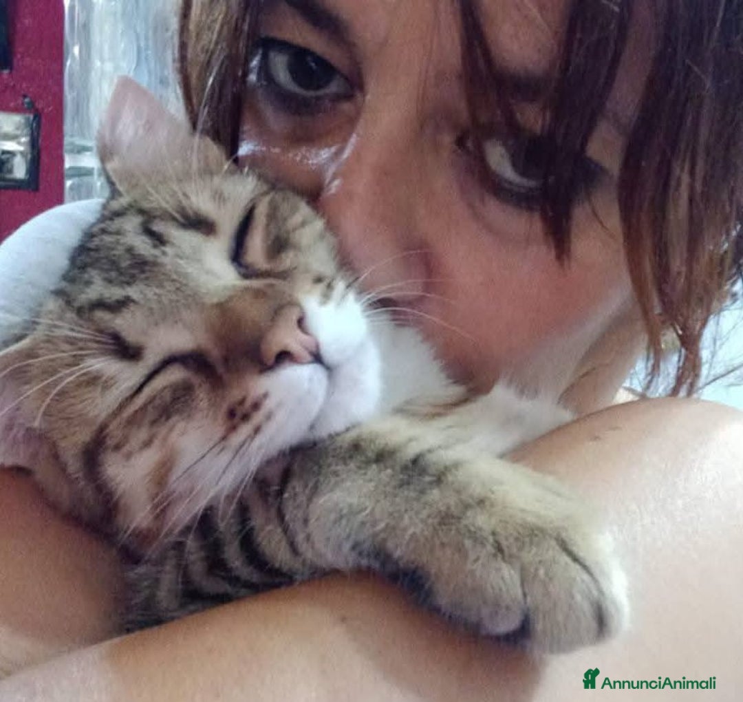 Europeo gatti in regalo: Dolcissimo micino da adottare, STITCH ! - Annuncio 2