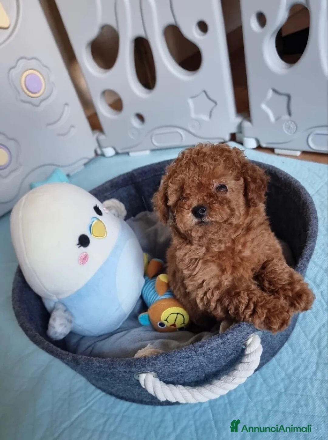 Barboncino Toy cani in vendita: barboncino toy - Annuncio 1