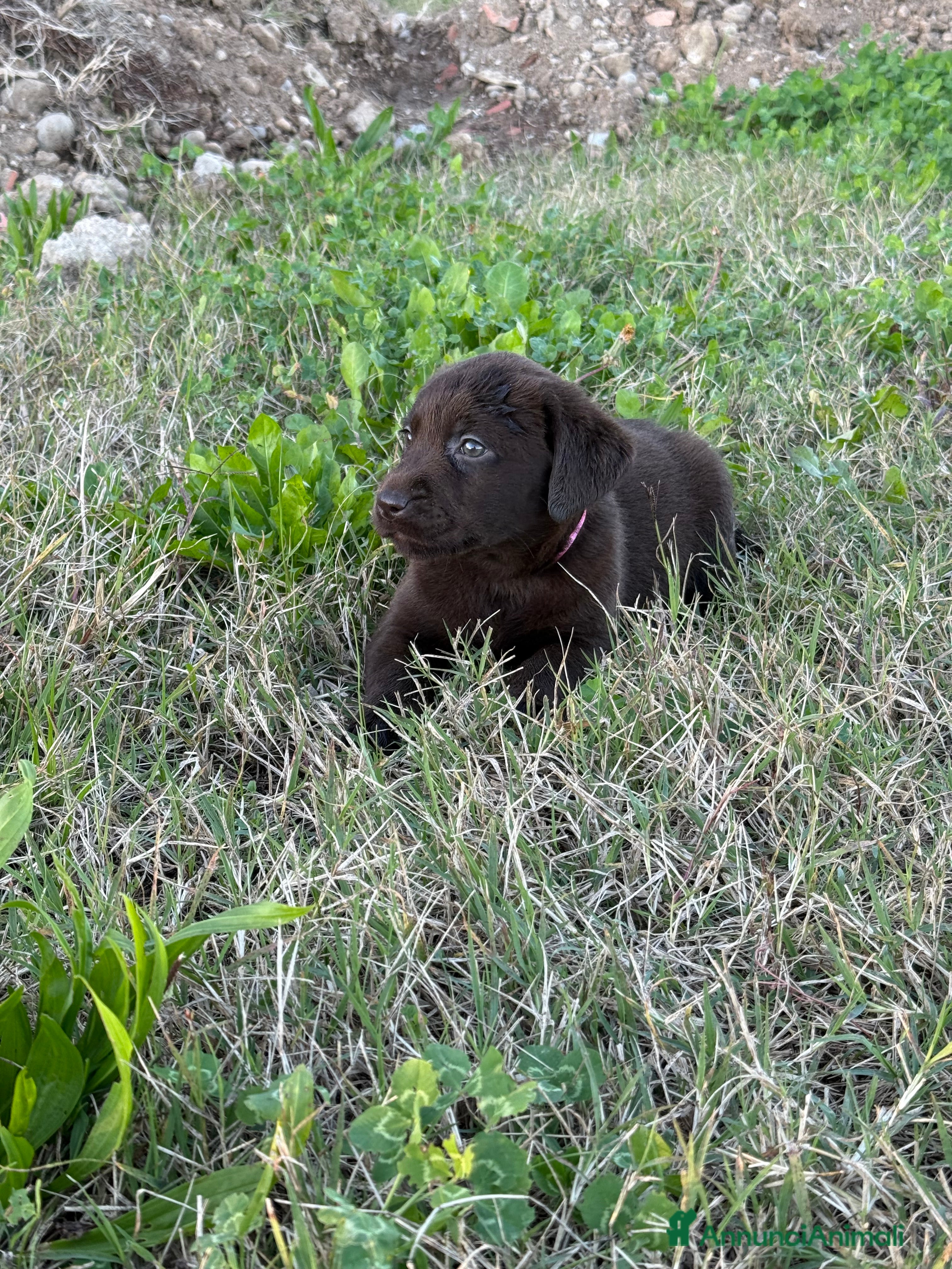Labrador cani Cuccioli di Labrador chocolate con pedigree Enci  - Annuncio 13