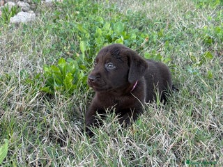 Labrador cani Cuccioli di Labrador chocolate con pedigree Enci - Annuncio 22