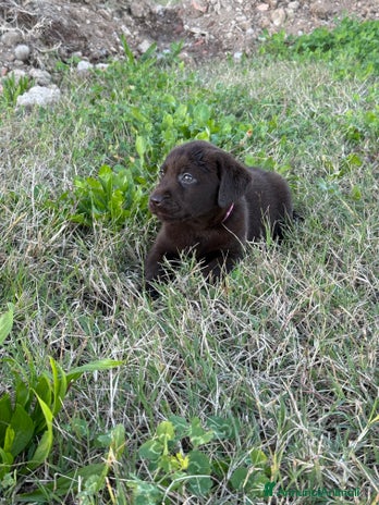 Labrador cani - Annuncio 4