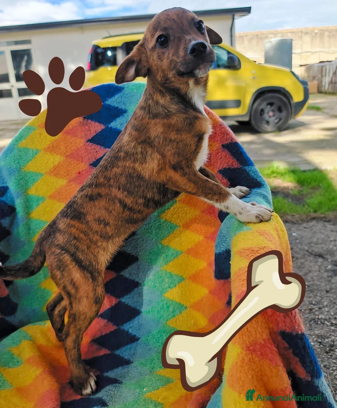 Meticcio cani in regalo: KIKO 💙 - cucciolo taglia piccola, cerca una 🏡  - Annuncio 7