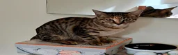 Europeo gatti in regalo: Bella tigratina - Annuncio 3