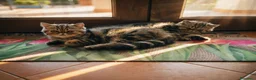 Exotic Shorthair gatti in vendita: In cerca di coccole - Annuncio 4