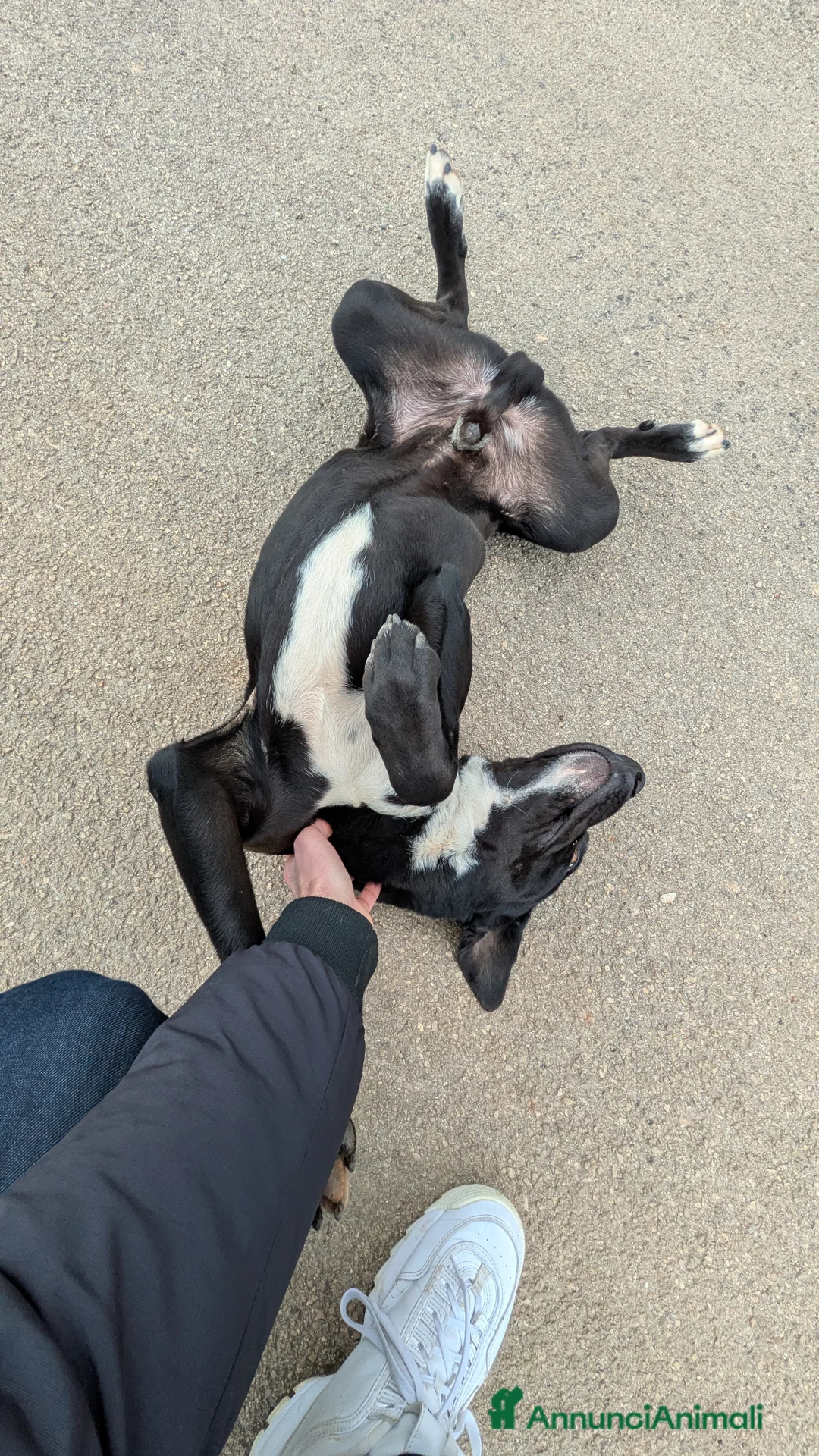 Meticcio cani in regalo: Giovane simil-Amstaff in cerca di famiglia a Provincia di Lecce - Annuncio 2