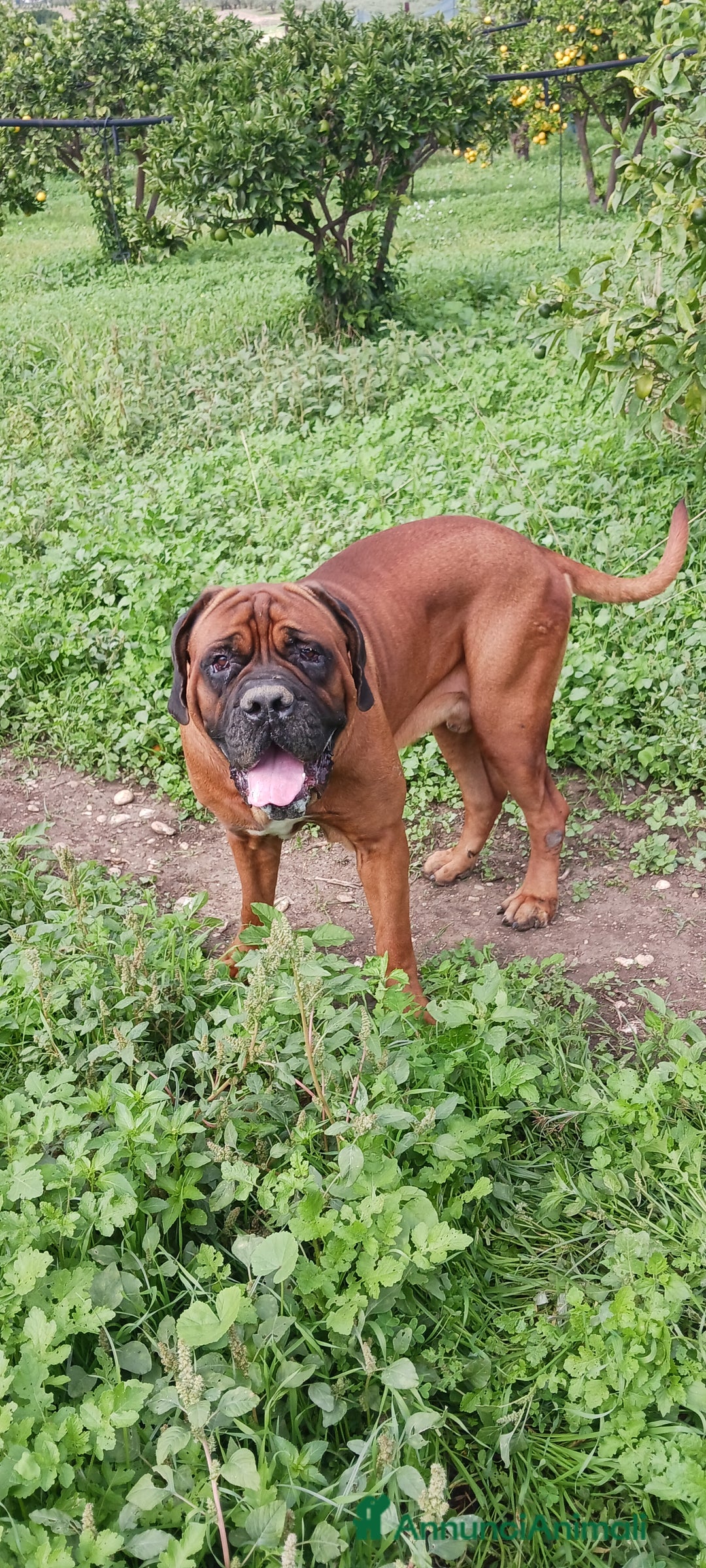 Cane Corso cani per accoppiamento: Cane Corso Disponibile per Monta–Razza originale  - Annuncio 6