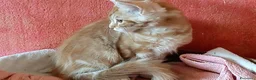 Maine Coon gatti in vendita: Maine Coon cucciola Red - Annuncio 5