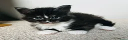 Maine Coon gatti in vendita: Maine Coon con pedigree  - Annuncio 4