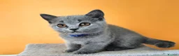 British gatti in vendita: Cuccioli British Shorthair  - Annuncio 6