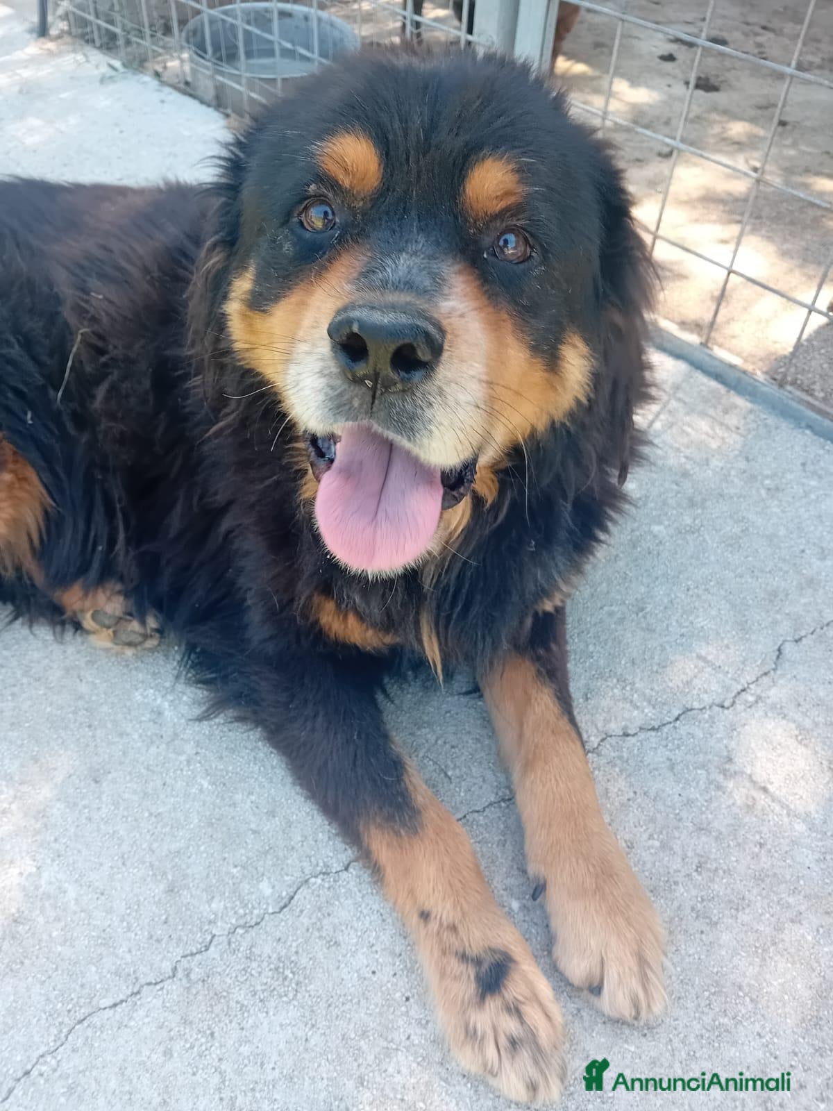 Bovaro del Bernese cani Bernardo, dolcissimo bovaro cerca adozione - Annuncio 1