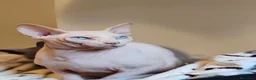 Sphynx gatti per accoppiamento: Maschio sphynx disponibile per monta  - Annuncio 2