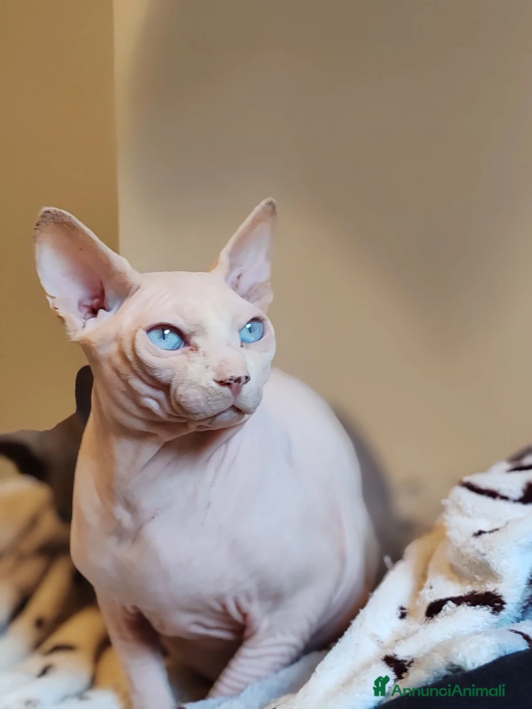 Sphynx gatti per accoppiamento: Maschio sphynx disponibile per monta  - Annuncio 2